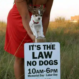 Dogs on the Beach in Virginia Beach