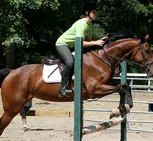 East Coast Equestrian Training