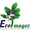 Eco Images