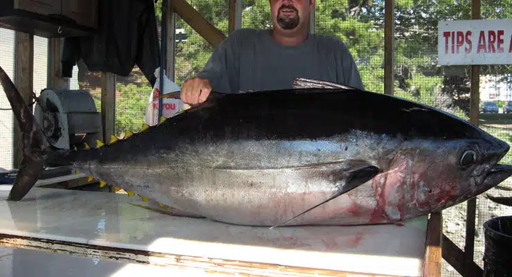  200 lb. blue fin tuna from a Rudee Inlet boat.