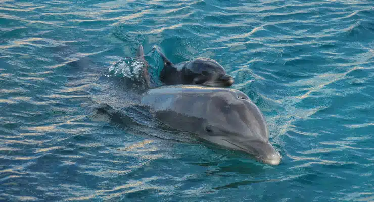 Virginia Beach Dolphin