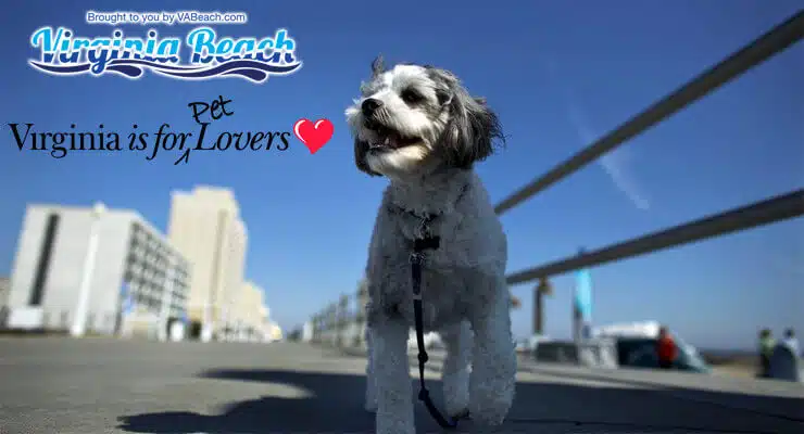 Dogs on the Virginia Beach Boardwalk are a common sight.