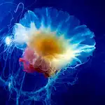 lions-mane-jellyfish