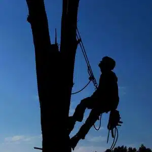 Tree Service Pros VA Beach