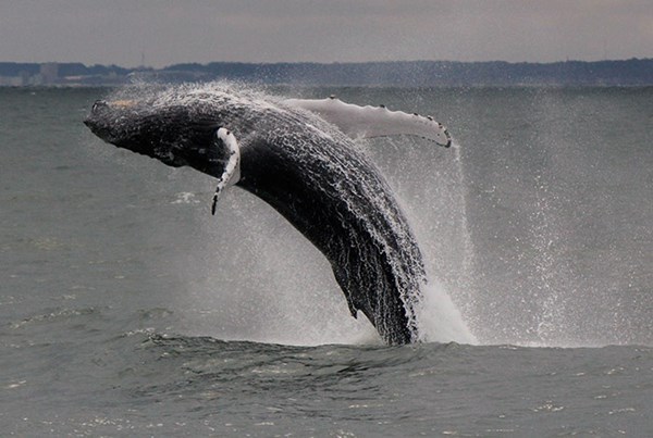 Whale Watching in Virginia Beach - Virginia Beach, VA