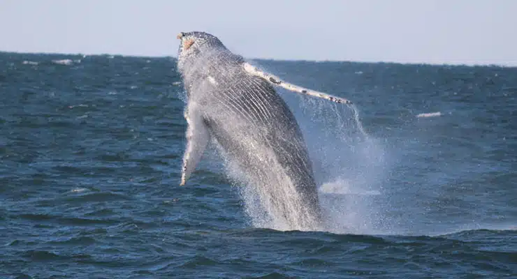 Whale Watching in Virginia Beach