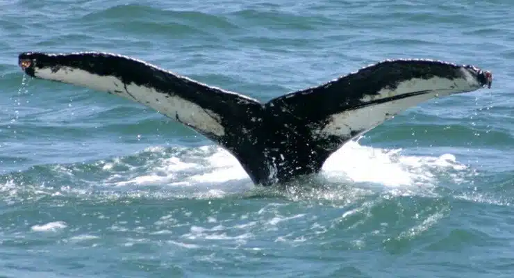 Whale Watching in Virginia Beach