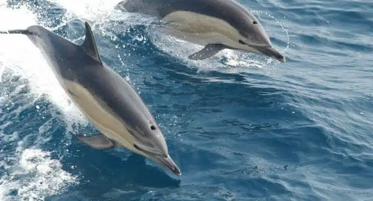 Dolphin Discovery Tours Virginia Aquarium