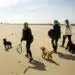 Virginia Beach Dog Guide: Everything You Need to Know About Bringing Your Dog to Virginia Beach